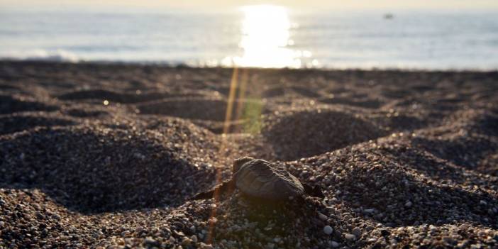 3 bin 24 yavru caretta caretta denizle buluştu
