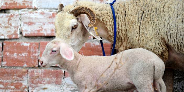 Manavgat'taki yangından kurtulmuştu: Bursa'da doğum yaptı