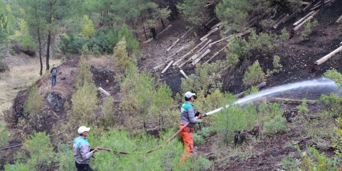 Kütahya'da orman yangını: 4 hektar zarar gördü