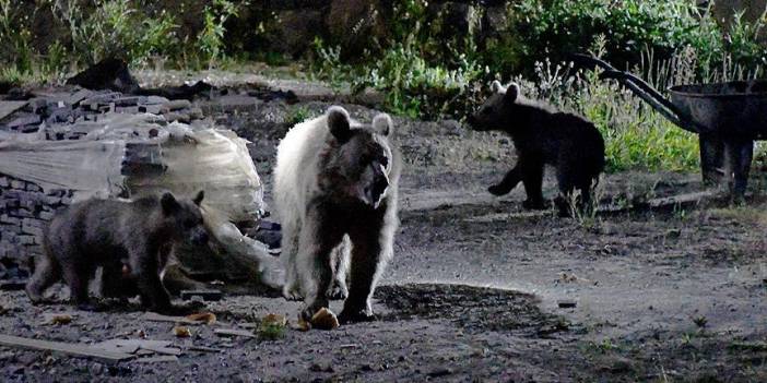 Beslenmek için çöplüğe giden bozayı ailesi görüntülendi