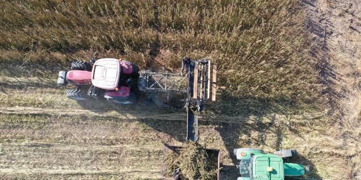 Sivas'ta izinli ilk kenevir hasadı