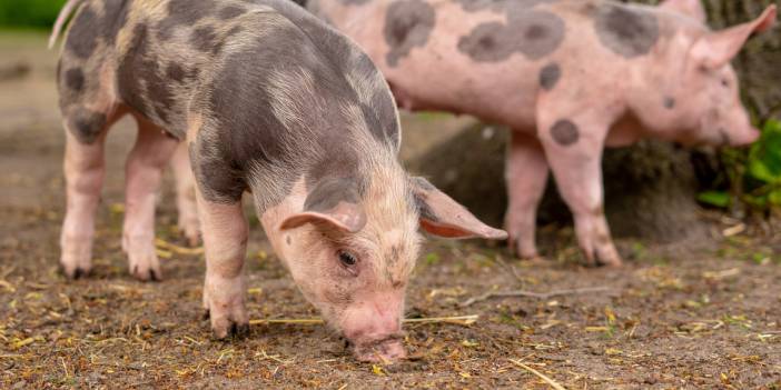 İngiltere 800 kasap için geçici vize verecek