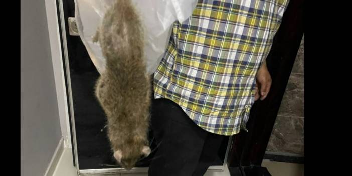 İstanbul'da dev fare korkusu ev terk ettirdi