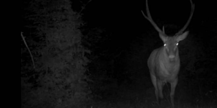 Kızıl geyik fotokapanla görüntülendi