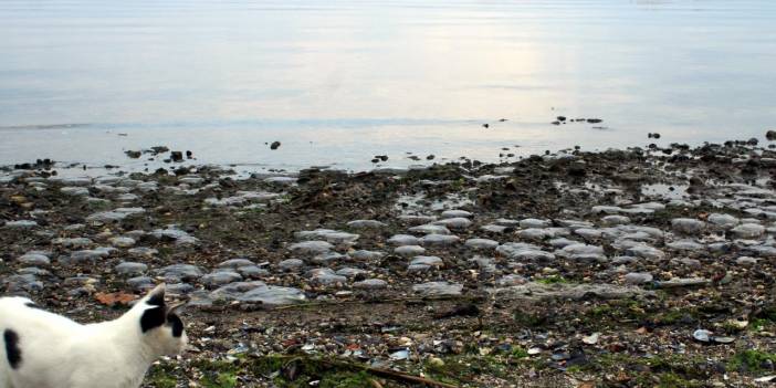 İzmit Körfezi'nde binlerce ölü denizanası kıyıya vurdu
