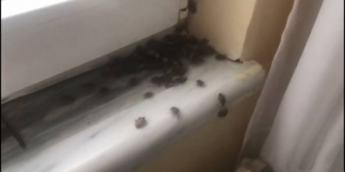 İstanbul'da 'kokarca böceği' kabusu