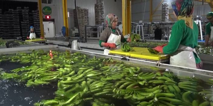 Muz hasadında döviz refleksi