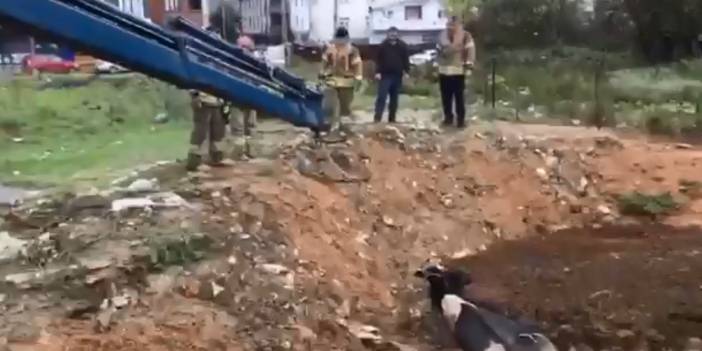 İnek kurtarma operasyonu