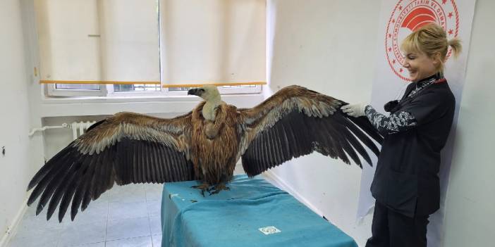 Göç eden akbaba Çanakkale'de denize indi