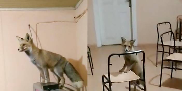 Tilki, taş ocağının maskotu oldu