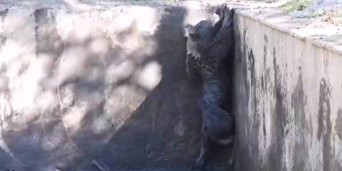 Sulama havuzunda mahsur kalan bozayı kurtarıldı