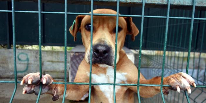'Yasaklı ırk köpekleri' ömür boyu barınak mahkumu