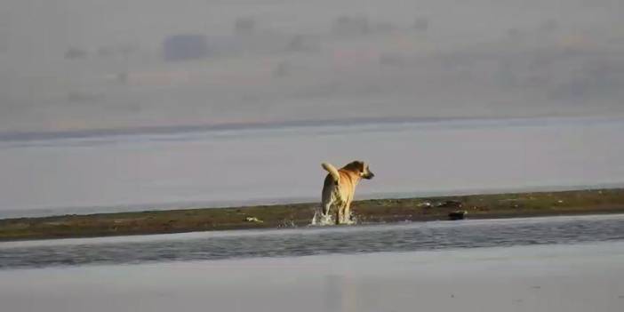 Van Gölü'nün çekilmesiyle ortaya çıkan adacıklarda köpekler besleniyor