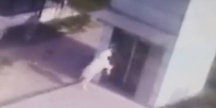 Yansımasını gören keçi asansörün camını kırdı