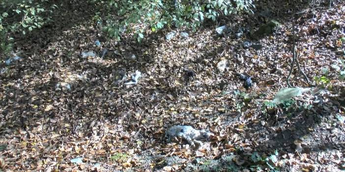 Korkunç manzara: Yol kenarına kedi ve kuş ölüsü atıldı
