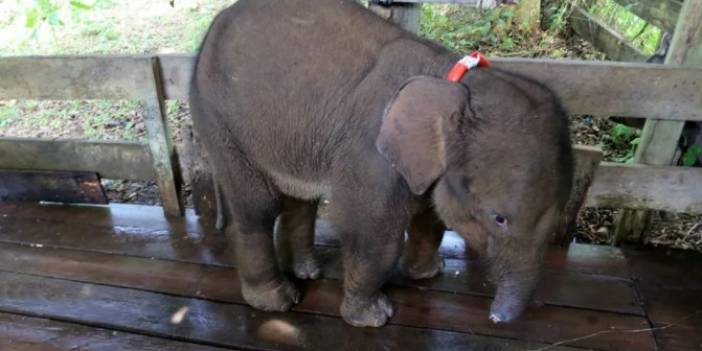 Avcıların tuzağına takılınca hortumunun yarısı kopan bebek fil öldü
