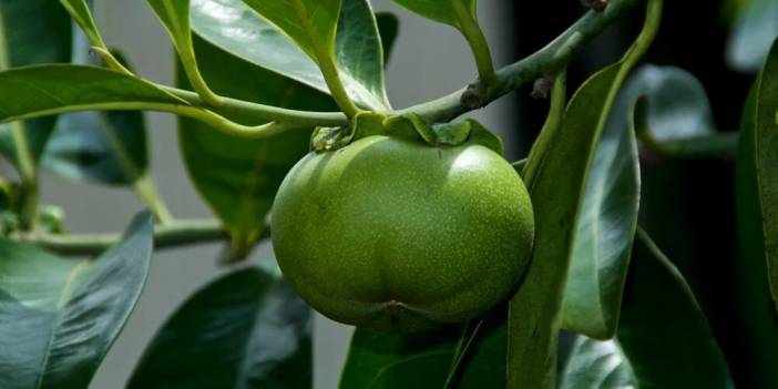 Fotoğrafta durduğu gibi durmuyor, dünyanın en ölümcül ağacı