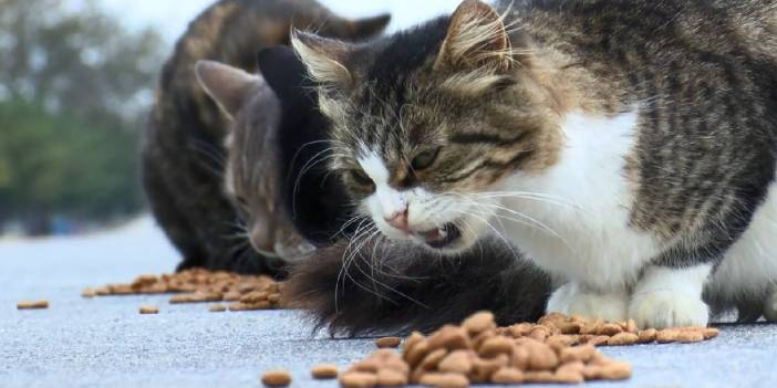 Sokak kedilerine aylık 2000 TL mama alıyor