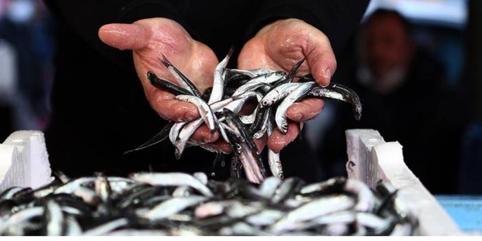 Bağcılar'da 15 bin kişilik hamsi şöleni