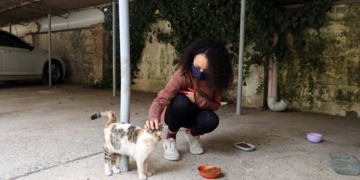 Gaziantep'te kedi katliamı