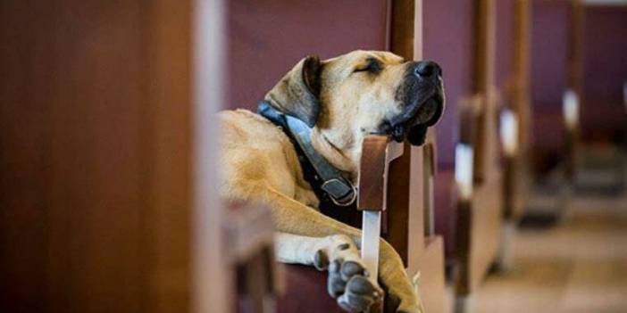 Ünlüler ve kurumlardan başvuru yağıyor: Boji'nin yeni yuvası neresi olacak