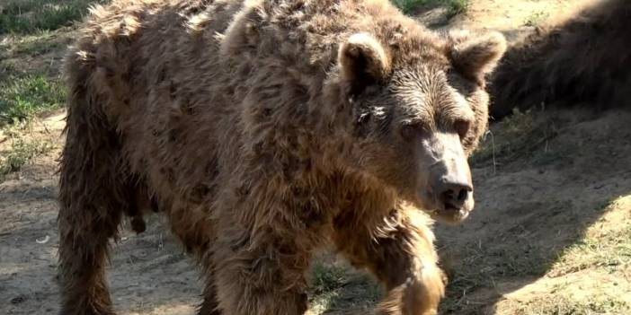 Son dansçı ayı Brütüs de öldü