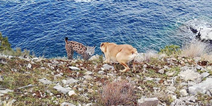 Van Gölü sahilinde nesli tükenmekte olan Vaşak görüntülendi