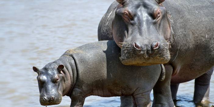 Dünyada bir ilk 2 su aygırı Covid-19’a yakalandı