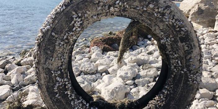 'Gıcırgan' midyenin atıklar üzerinde yaşam savaşı