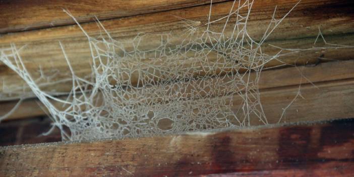 Ardahan'da örümcek ağını donduran soğuk
