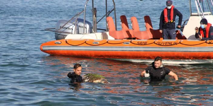 Ölü caretta caretta sahile vurdu