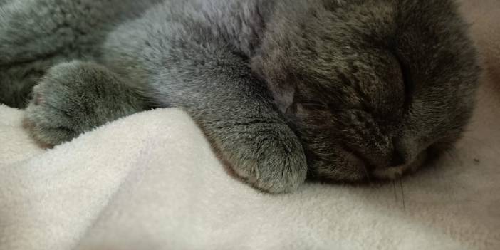 Eşiyle tartıştı, yavru kediyi duvara fırlattı