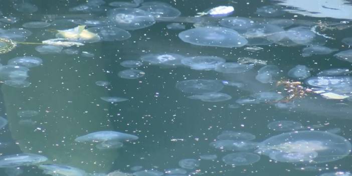 Marmara, müsilajdan sonra denizanalarına teslim