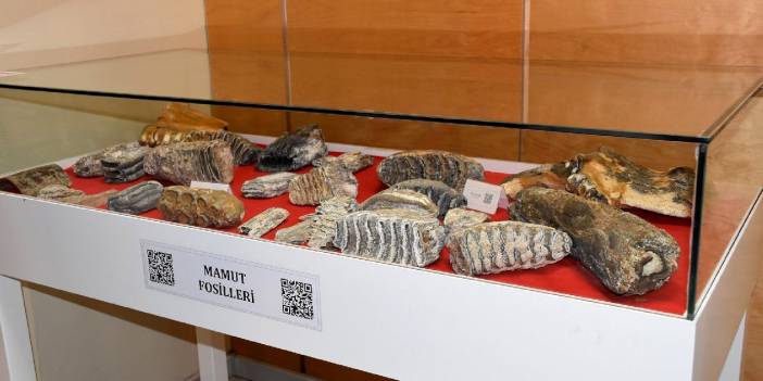 Tekirdağ'da 28 bin yıllık mamut fosilleri sergilendi