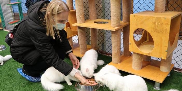 Van kedilerini sevme yasağı bitti