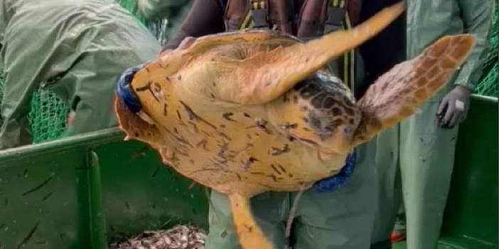 Caretta caretta ağlara takıldı: Denize bırakıldı
