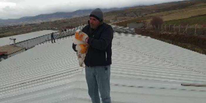 Yolda bulduğu kazı yanından ayırmıyor