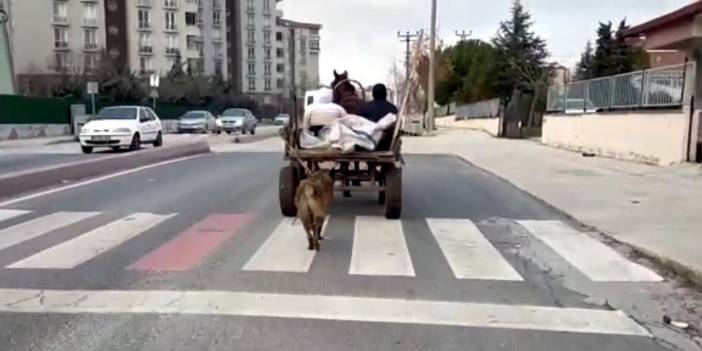 Köpeği at arabasına bağlayıp koşturdu