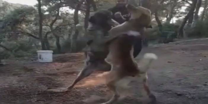 İstanbul'un göbeğinde köpek arenası kurmaya 4.500 TL ceza