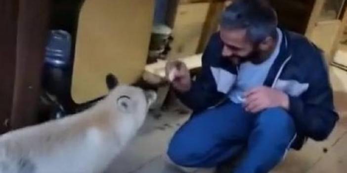 Kafesine gelen tilkileri besliyor: 'Karnın açsa muhlama edeyim yayla yağıyla'