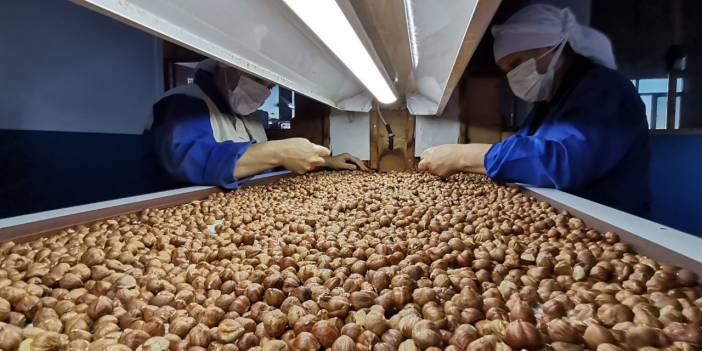 AB Türk fındığı ithalatında zorunlu aflatoksin kontrollerini kaldırdı