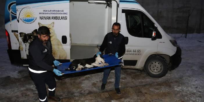 Van'da pitbull cinsi köpekler sokağa terk edildi