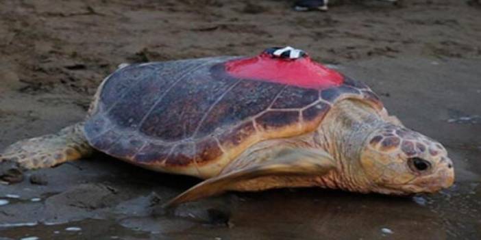 Caretta Tuba 15 bin kilometre katetti, 6 milyon kişi izledi