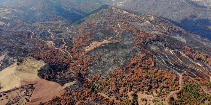 Yangının vurduğu Manisa'da kökler filizleniyor