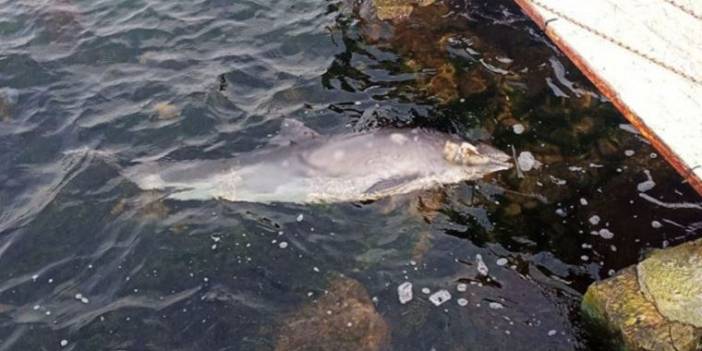 Sahile vurmuştu! Kurşunlanarak öldürüldüğü ortaya çıktı!