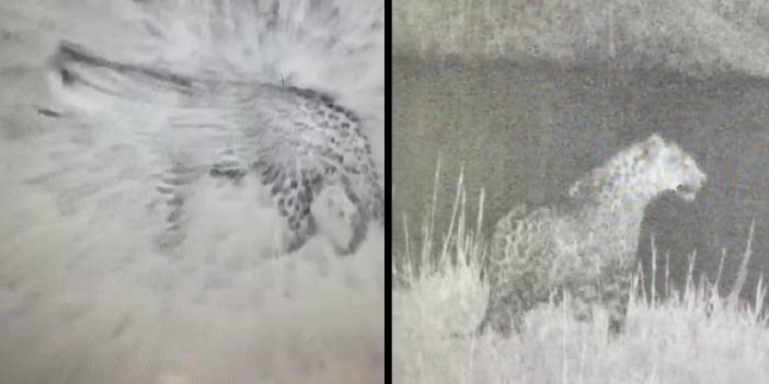 Iğdır'da yine leopar görüntülendi