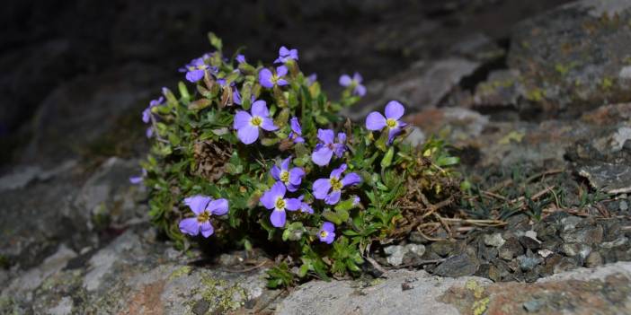 Bolu'da yeni bitki türü keşfedildi