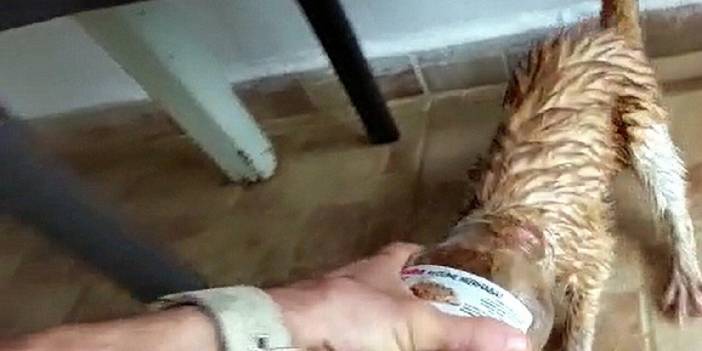 Başı kavanoza sıkışan kediyi 5 saatlik çabayla kurtardı