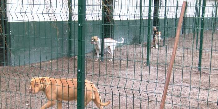 Kayıt altına alınan tehlikeli ırk sayısı 12 bin 100'e yükseldi