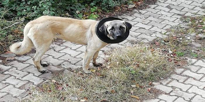 2 ay boynundaki demir halkayla yaşadı